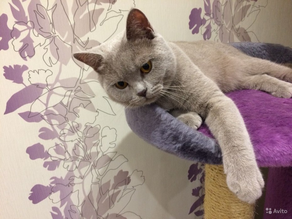 Котенок шотландский прямоухий лилового окраса
