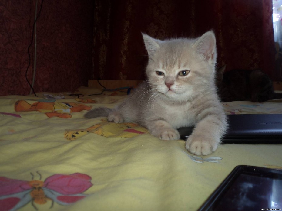 Лиловый скоттиш страйт взрослый кот