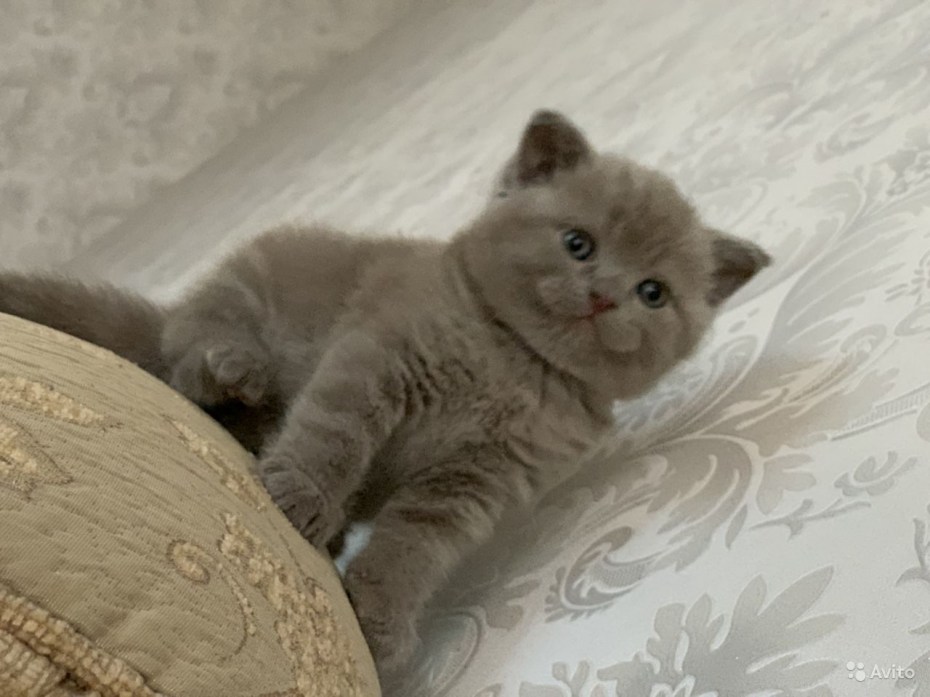 Лиловая Шотландская кошечка
