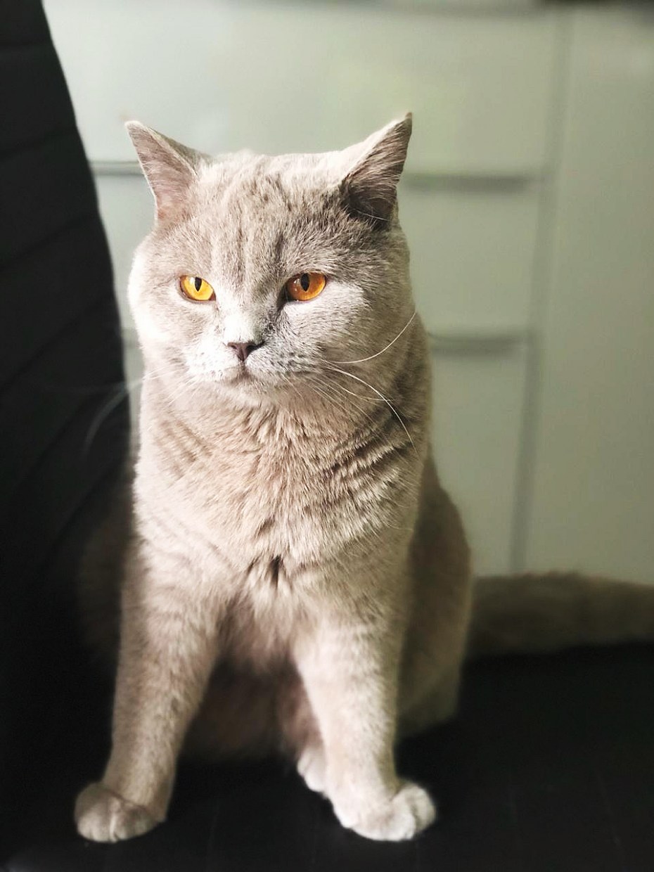 Шотландский скоттиш страйт лиловый