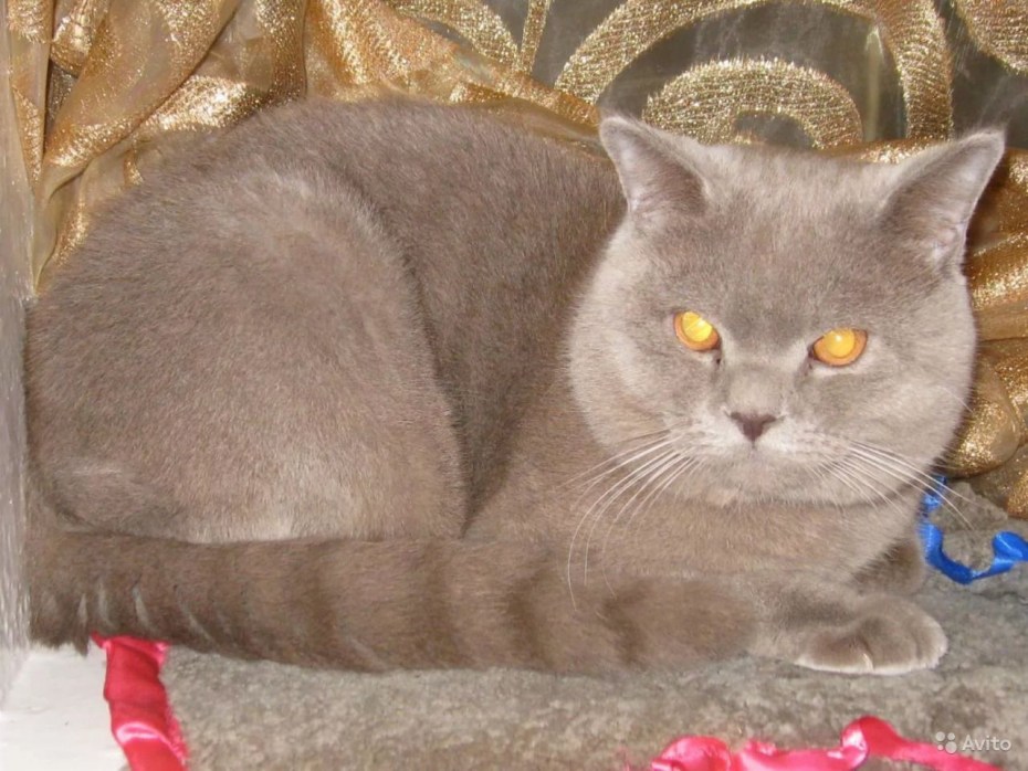 Шотландская прямоухая кошка лиловый мрамор