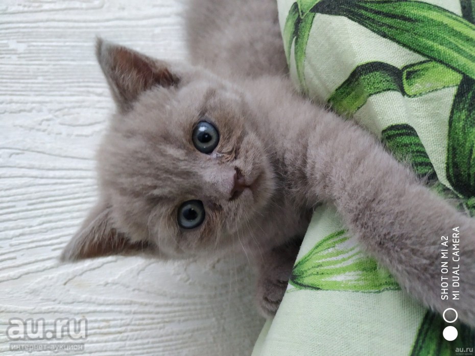 Скоттиш страйт лиловый