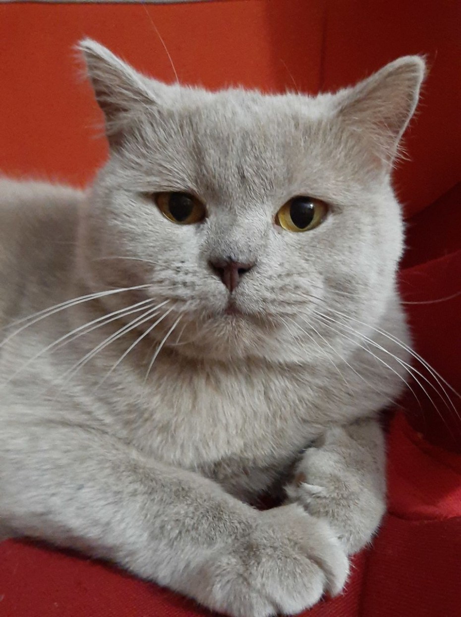 Лиловые котята скоттиш страйт