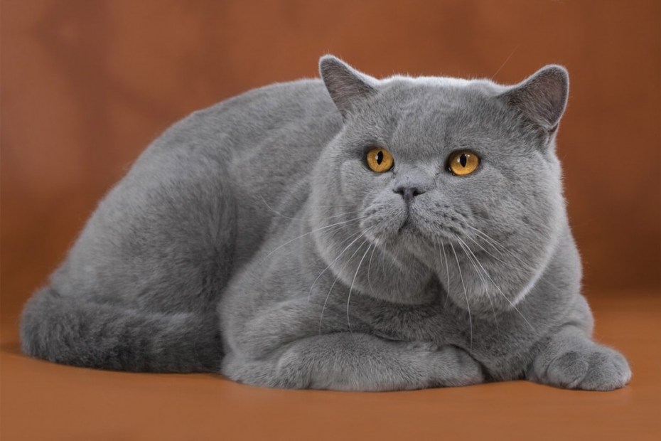 Лиловый британец котенок