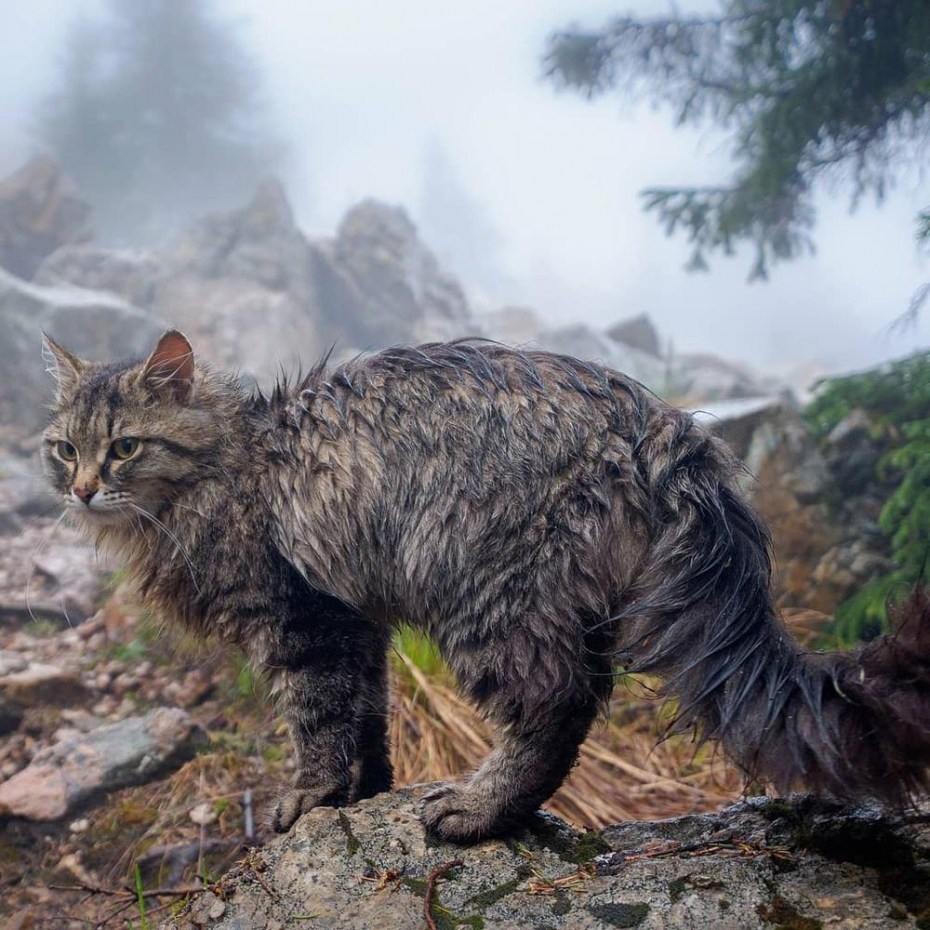 Большие коты Алтай фото