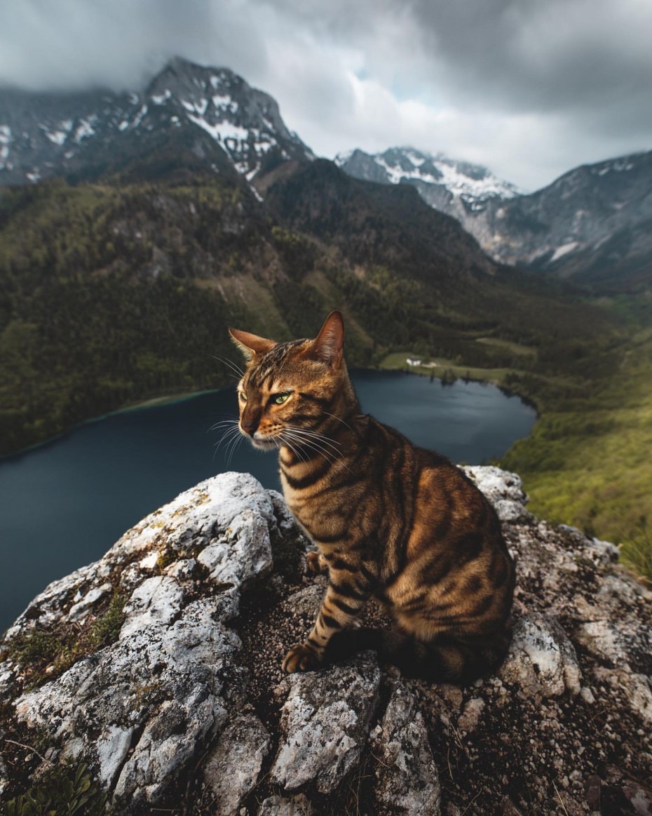 Большие коты Алтай фото