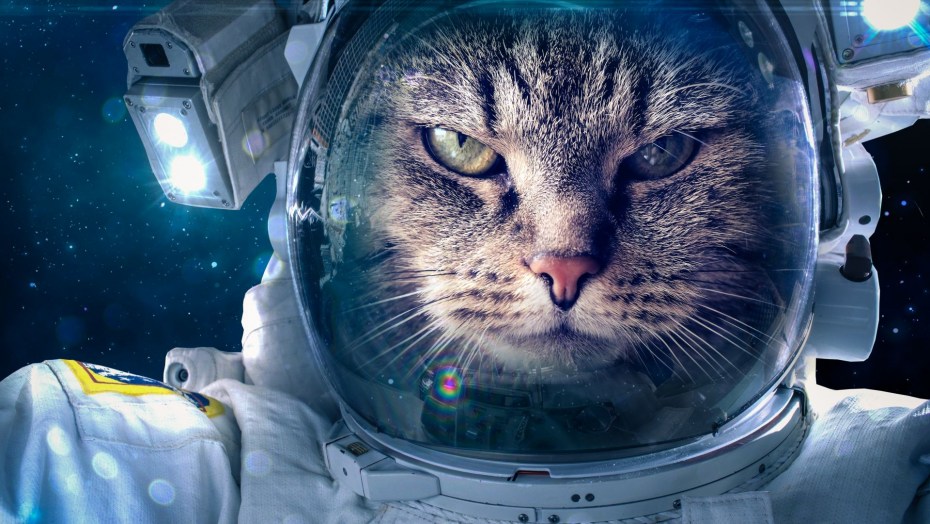 Кошка в космосе
