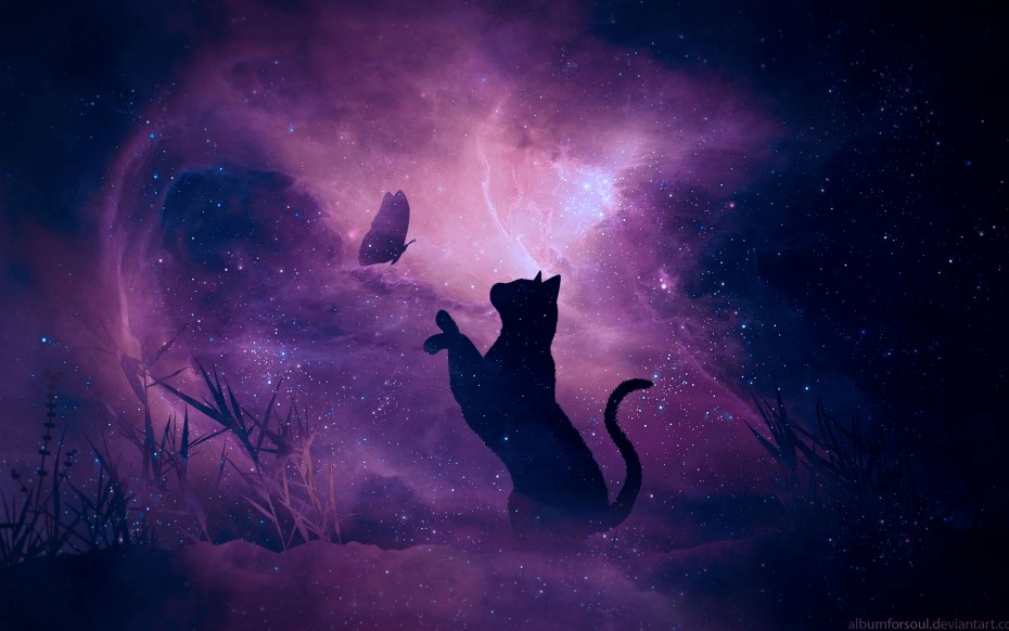 Ночной кот