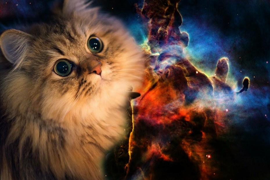 Красивые космические коты