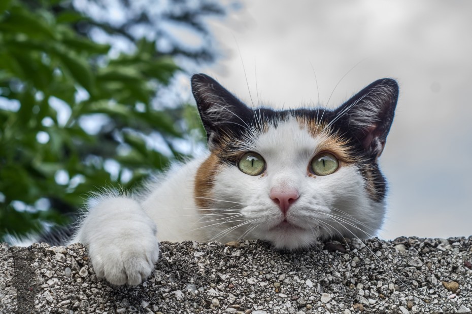 Морда кота