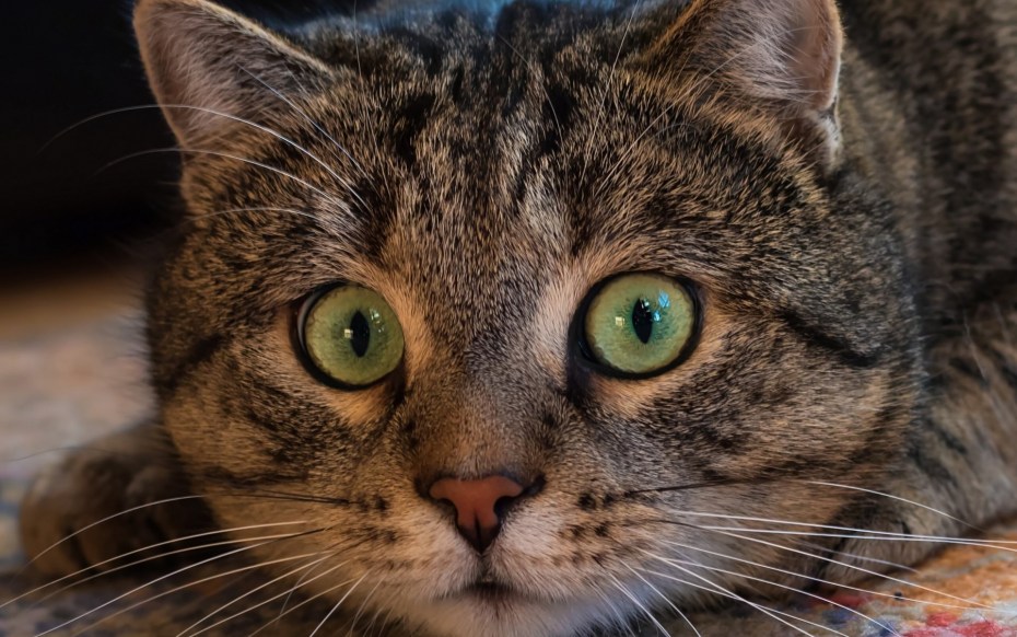 Мордочка кота