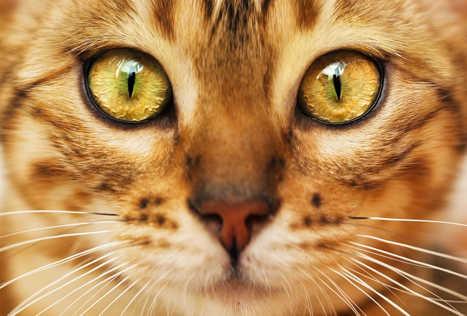 Кошачья мордочка