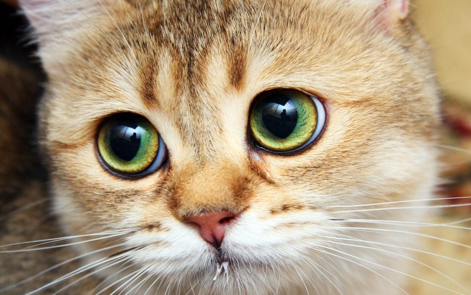 Мордочка кота