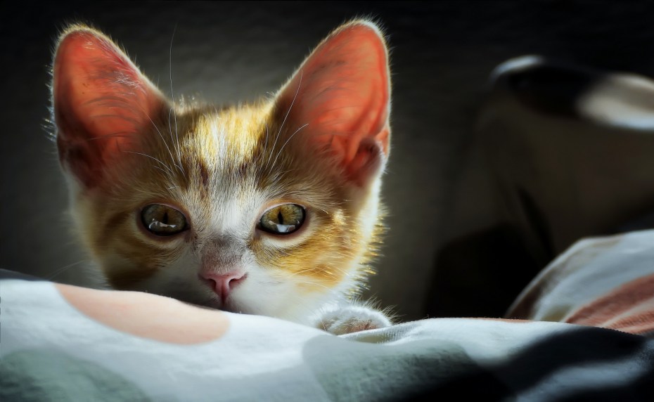 Котенок с милыми глазками