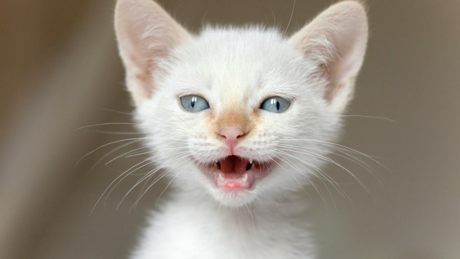 Смешная белая кошка