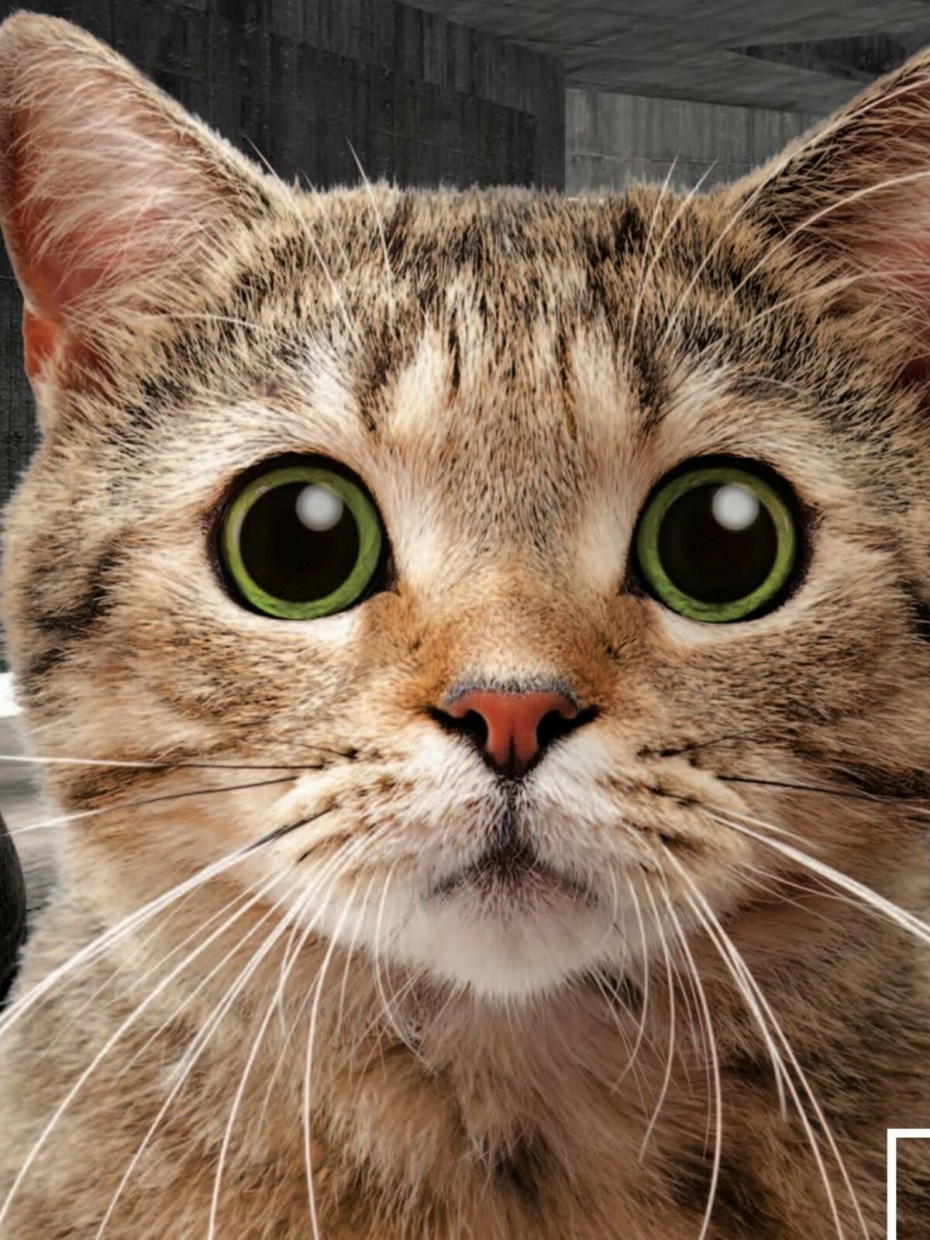 Смешной кот