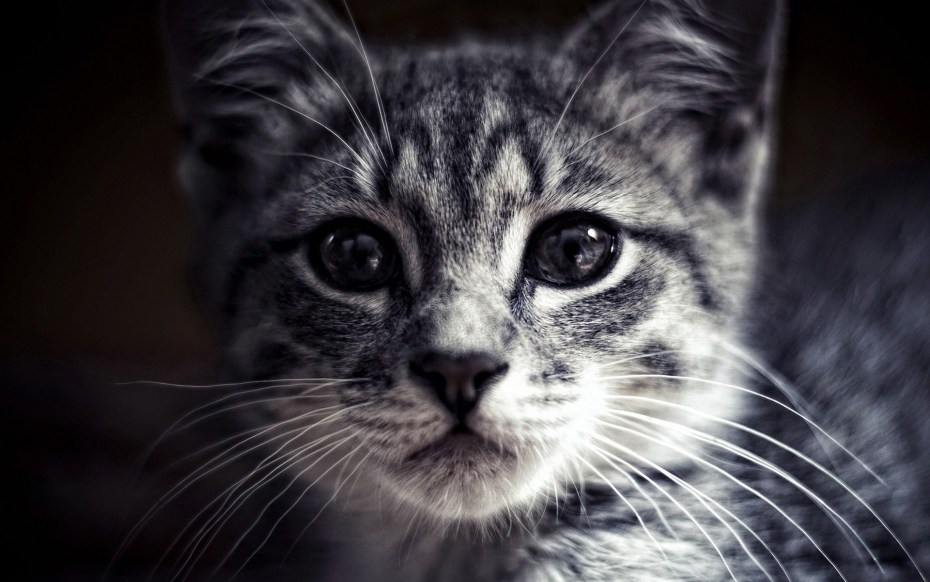 Морда котенка
