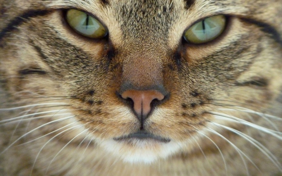 Морда кота