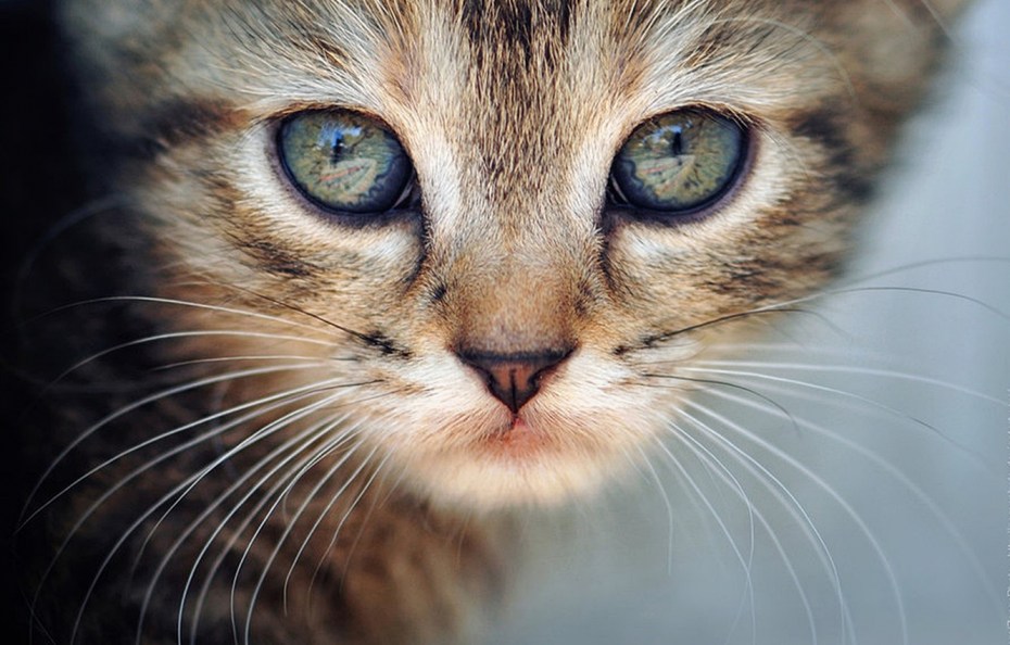 Мордочка котенка