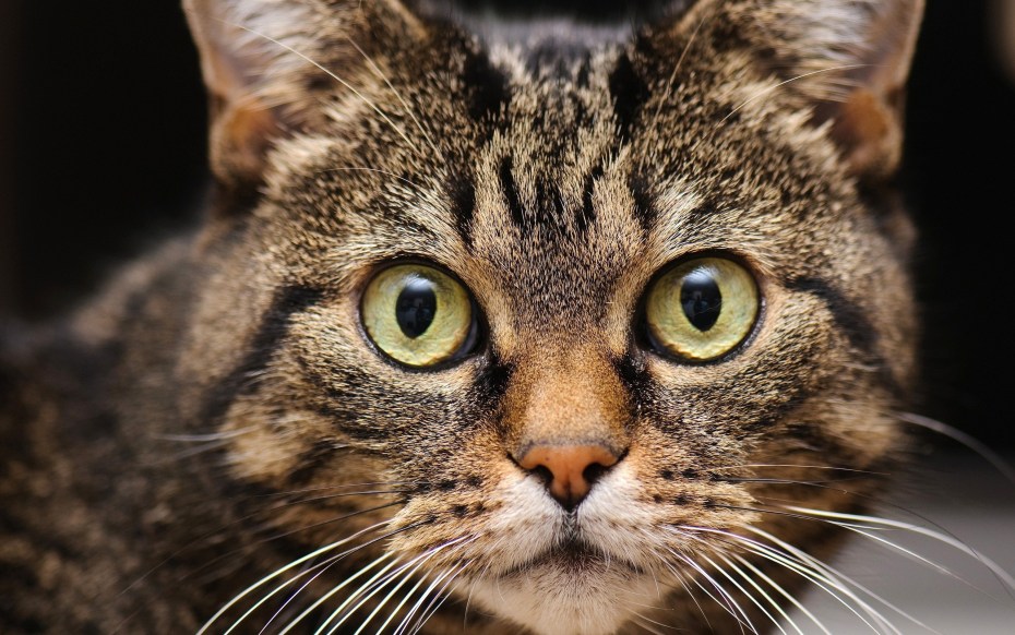 Лицо кота