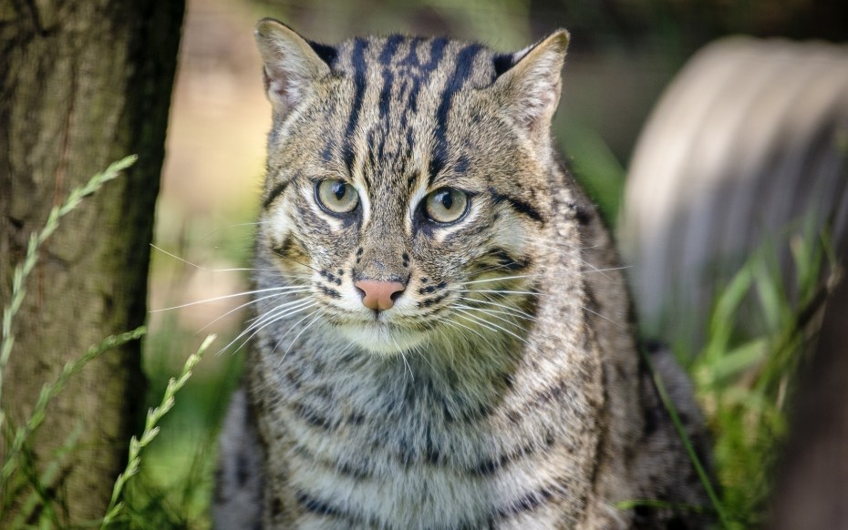 Европейский Лесной кот камышовый