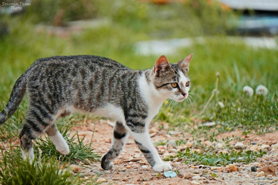 Котенок Оцелот