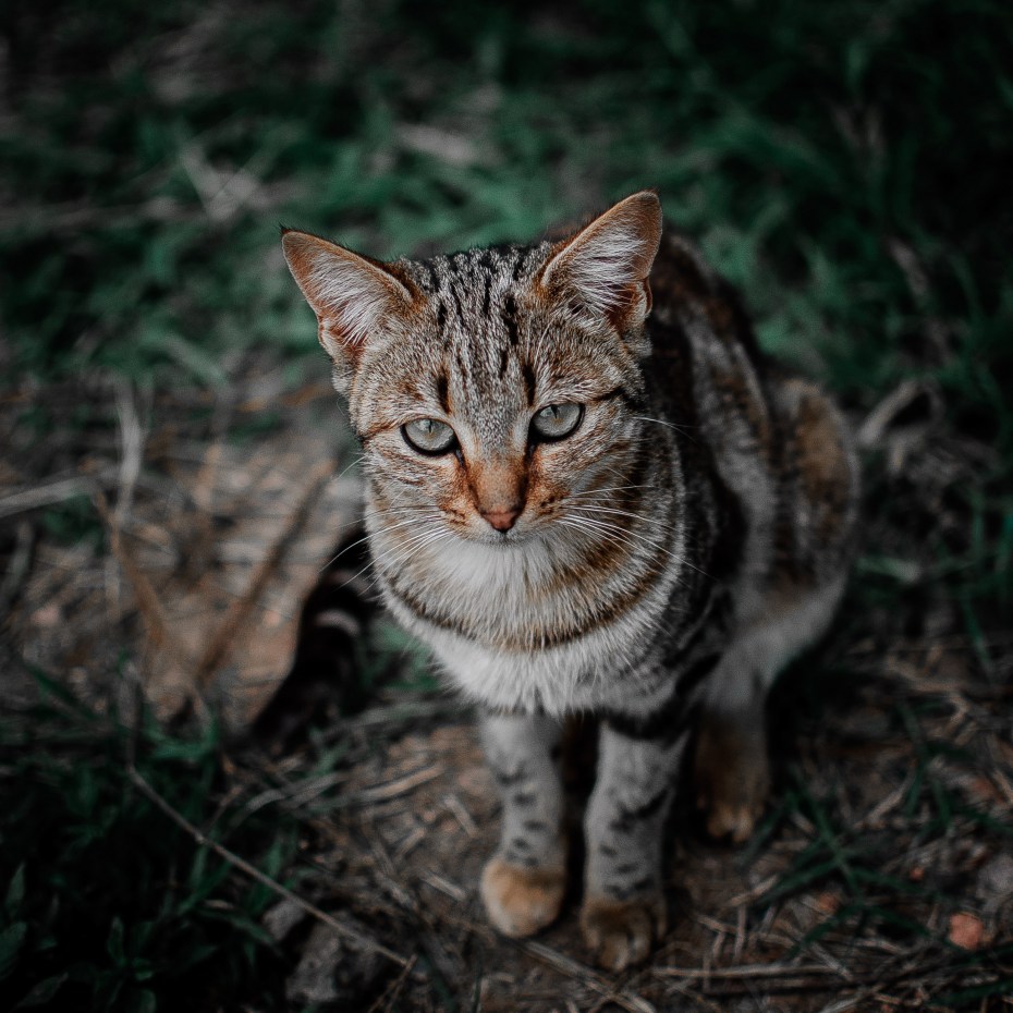Кавказская Лесная кошка Felis Silvestris Caucasica
