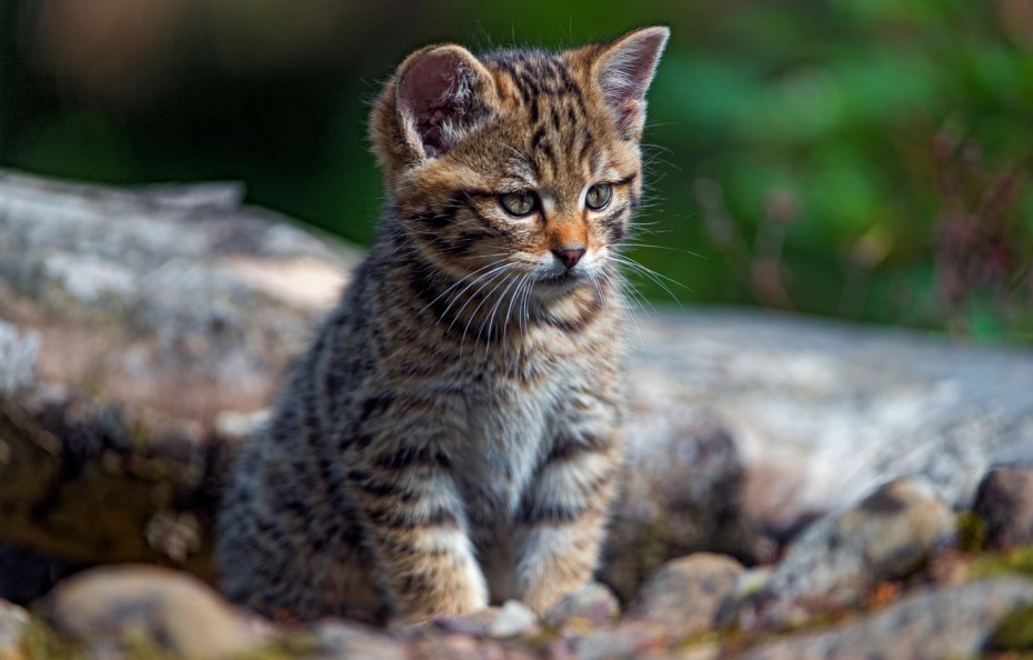 Бенгальская кошка табби