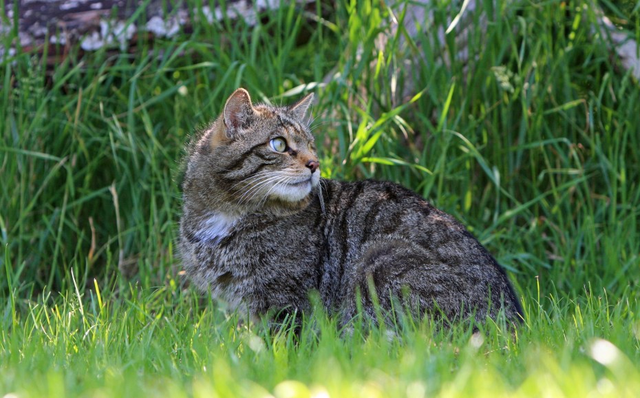 Felis Silvestris Caucasica