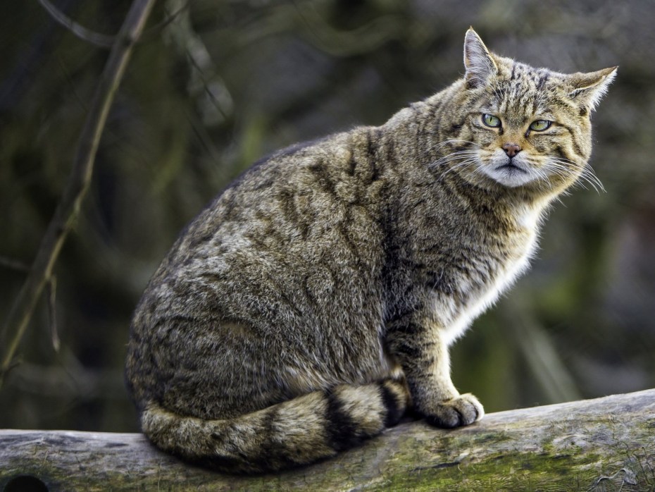 Дикий Лесной кот