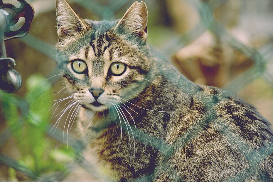 Сибирский дикий Лесной кот