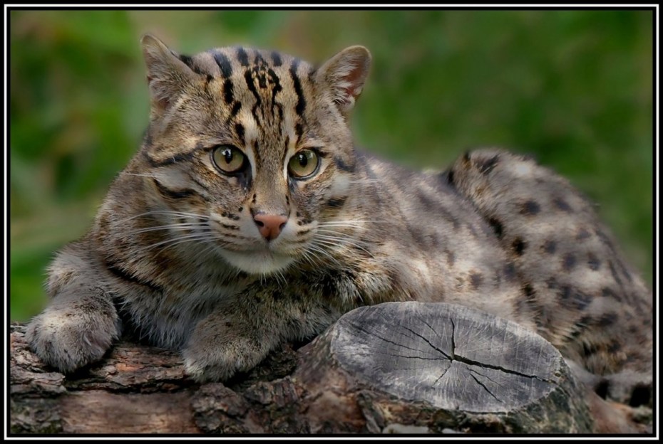 Корсиканский дикий кот