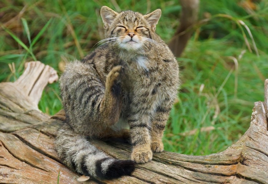 Коты в лесу