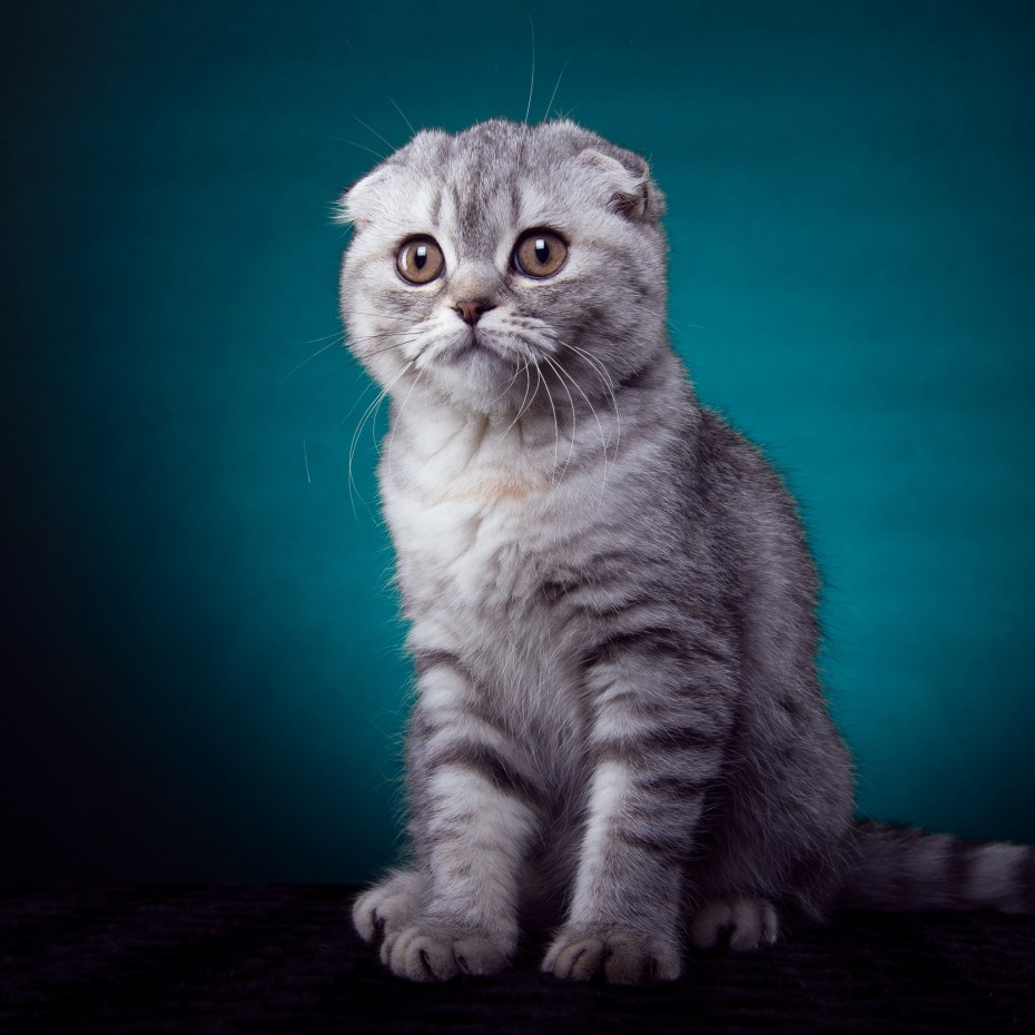 Скоттиш-фолд Шотландская вислоухая