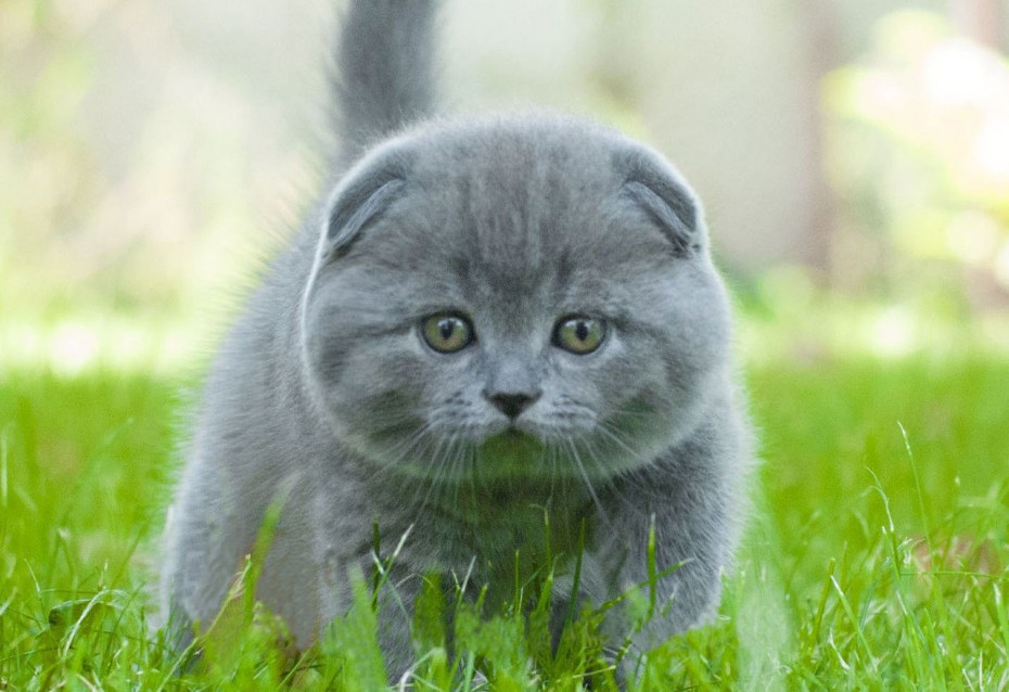 Котики Шотландские вислоухие