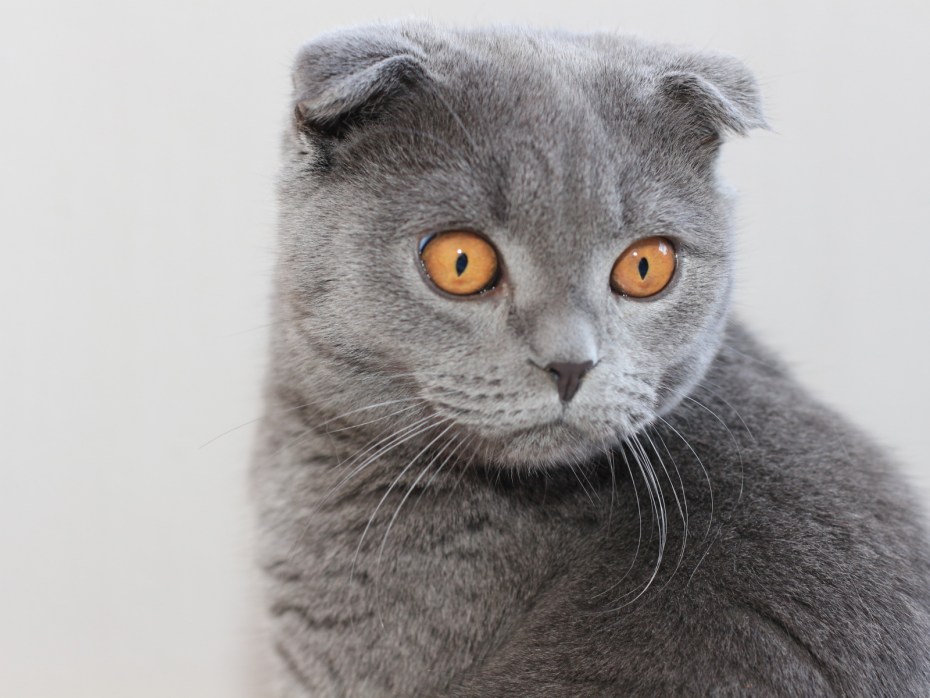 Шотландская вислоухая кошка