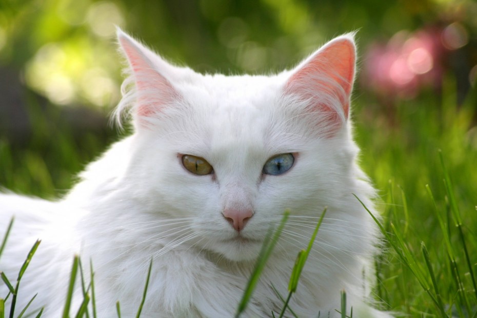 Красивая белая кошка