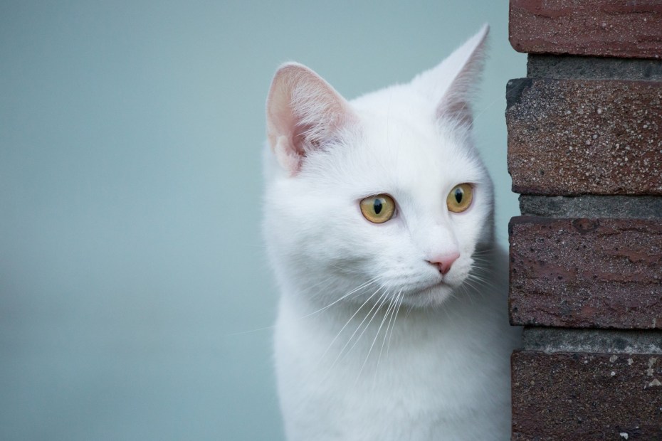 Белый котик