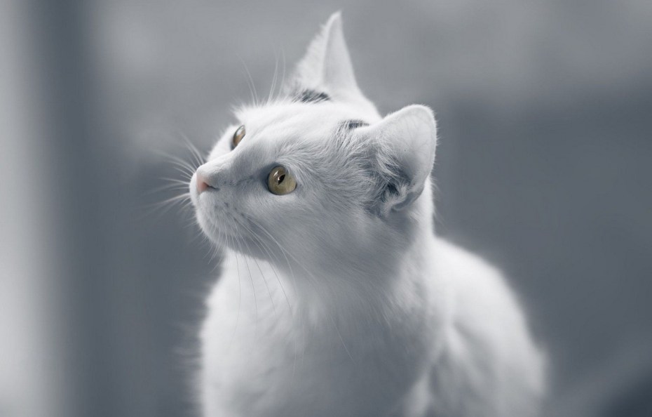 Белоснежная кошка