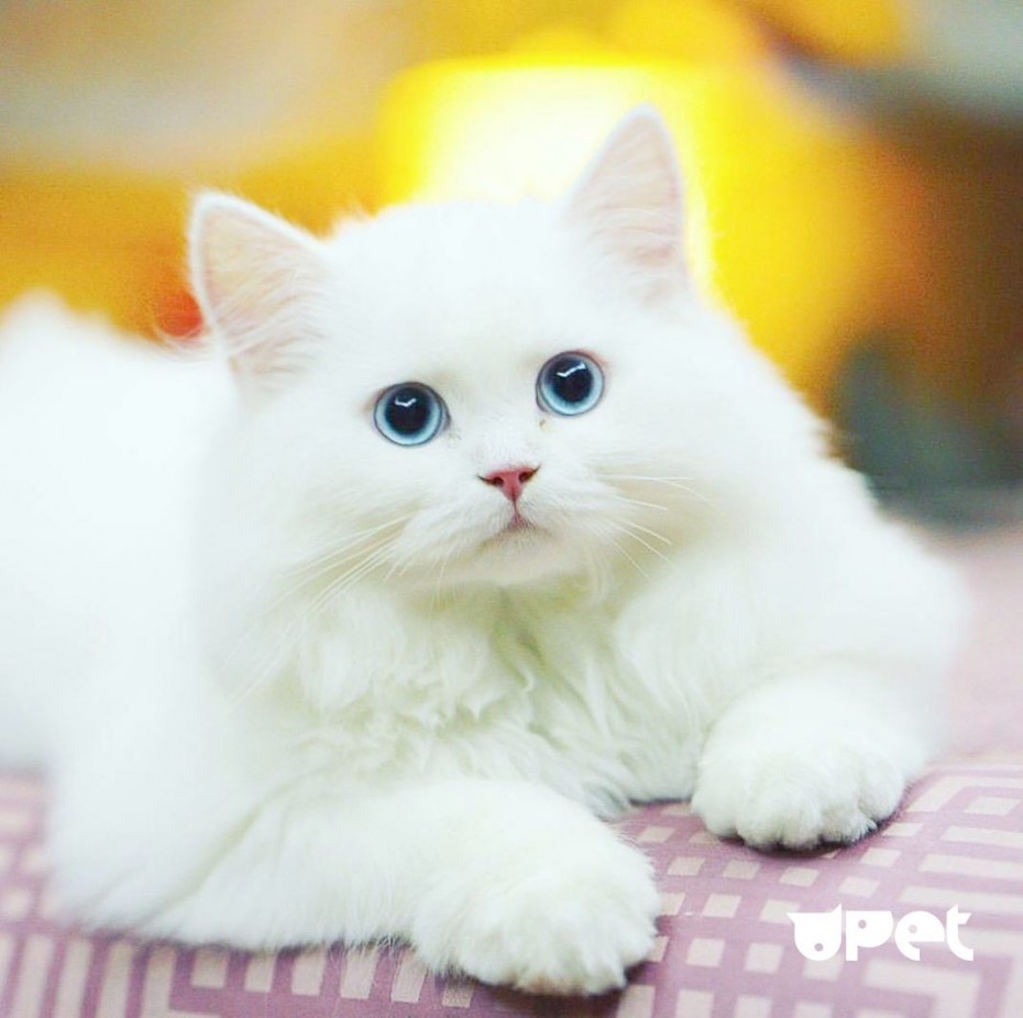 Белый котёнок с голубыми глазами
