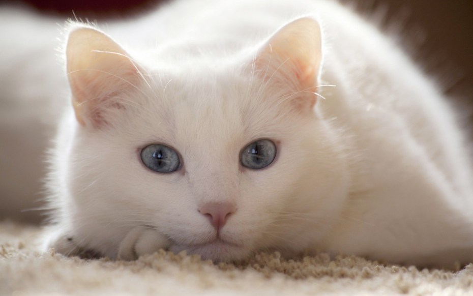 Красивая белая кошка