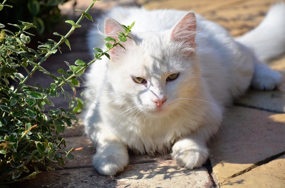 Кошка белая