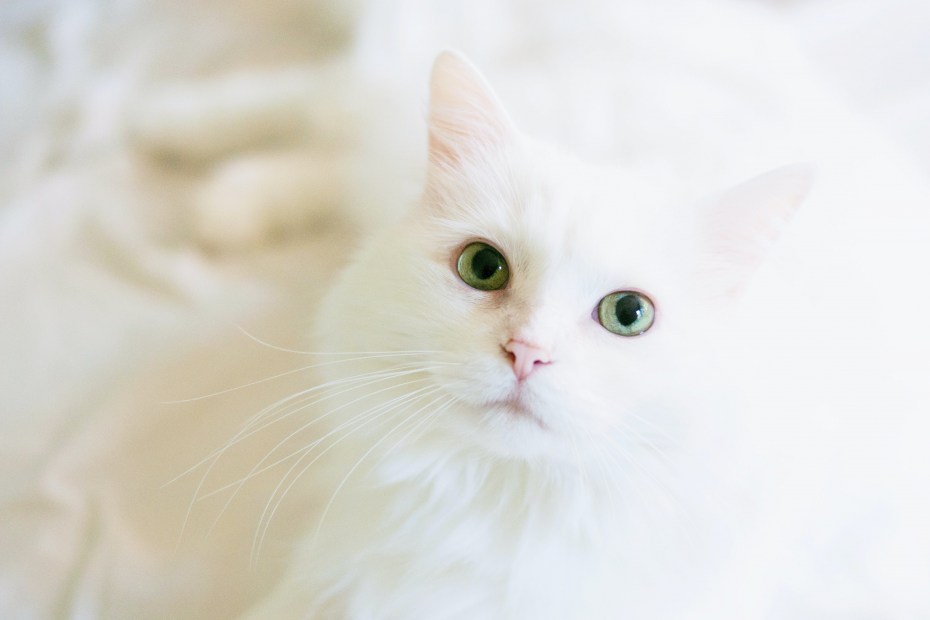 Кошка белая