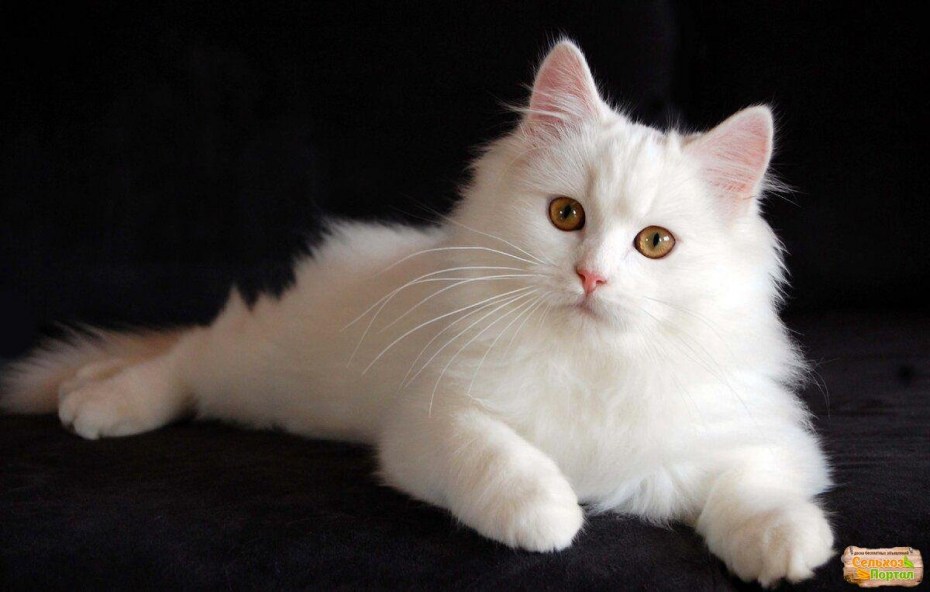 Сибирская ангорская кошка белая