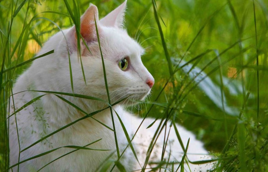 Кошка белая