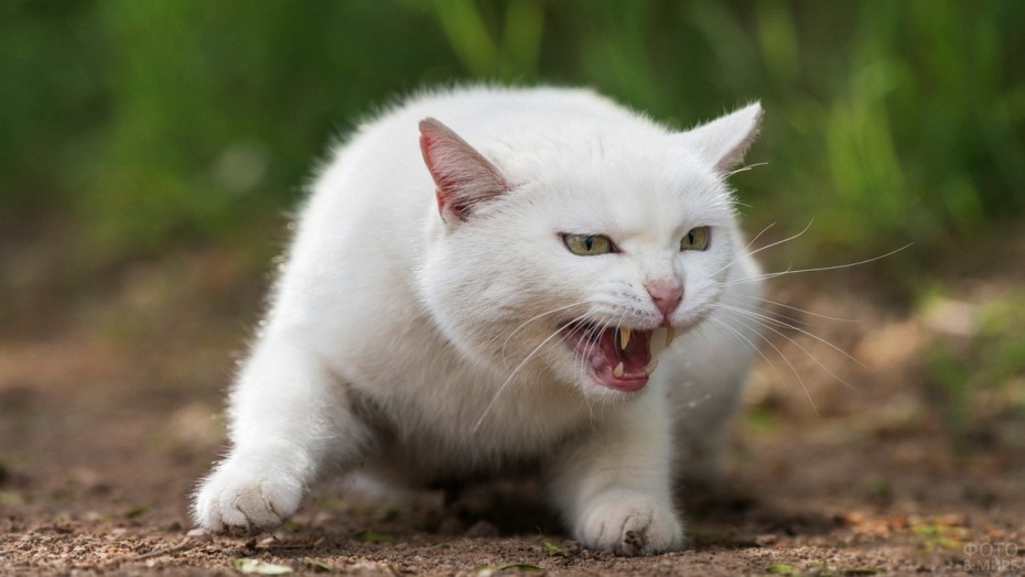 Злые белые коты