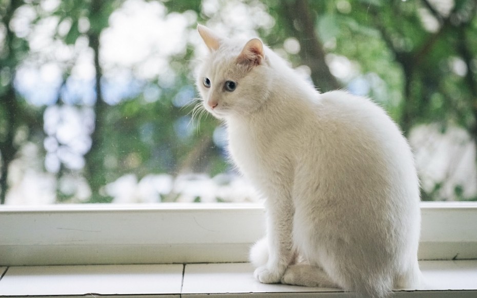 Белая кошечка
