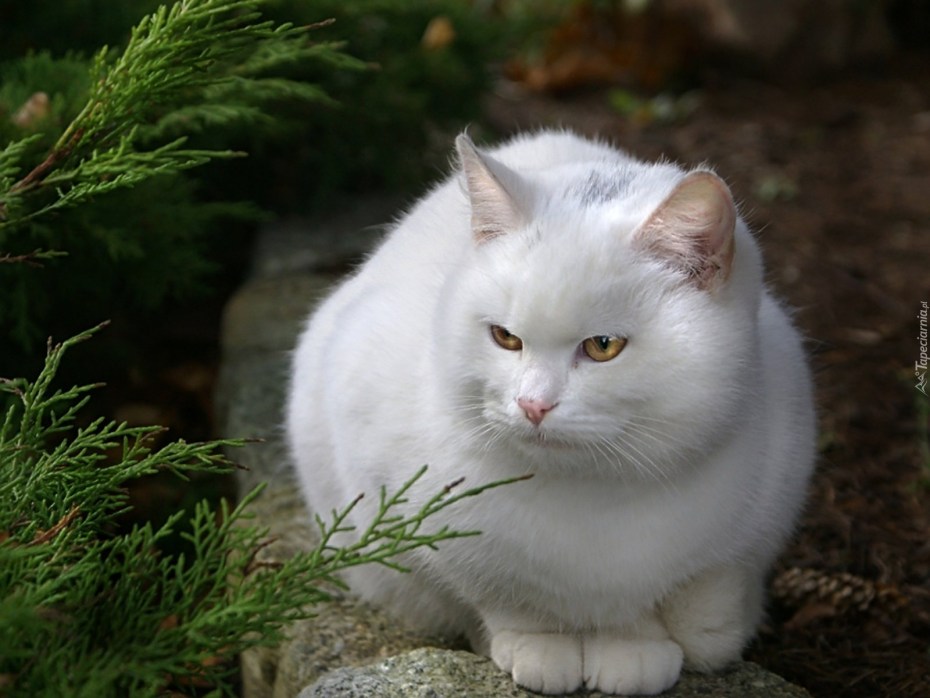 Вайт Кэт