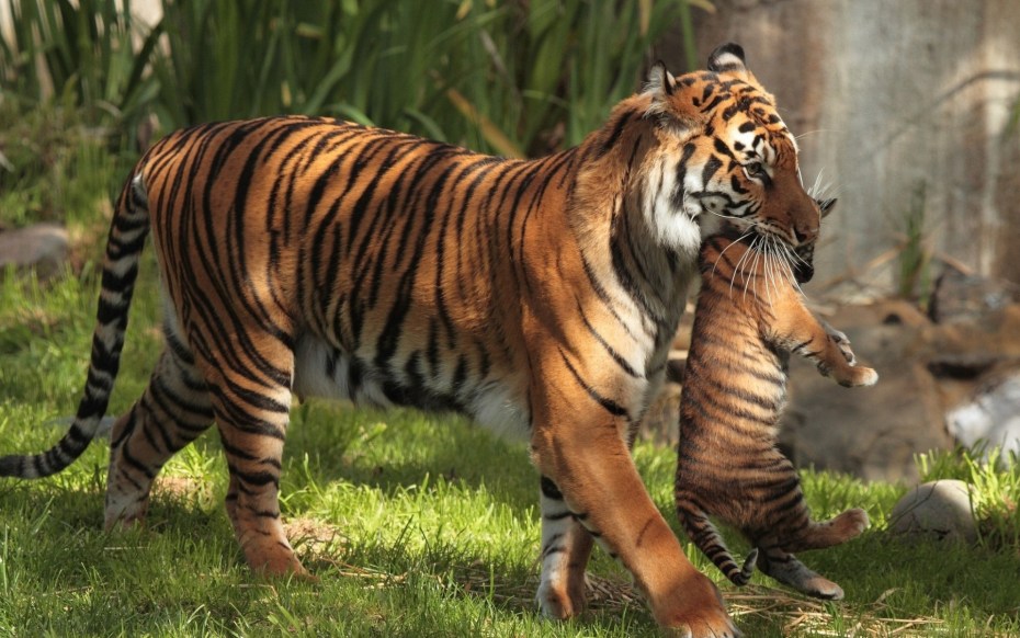 Wild Tiger Corps