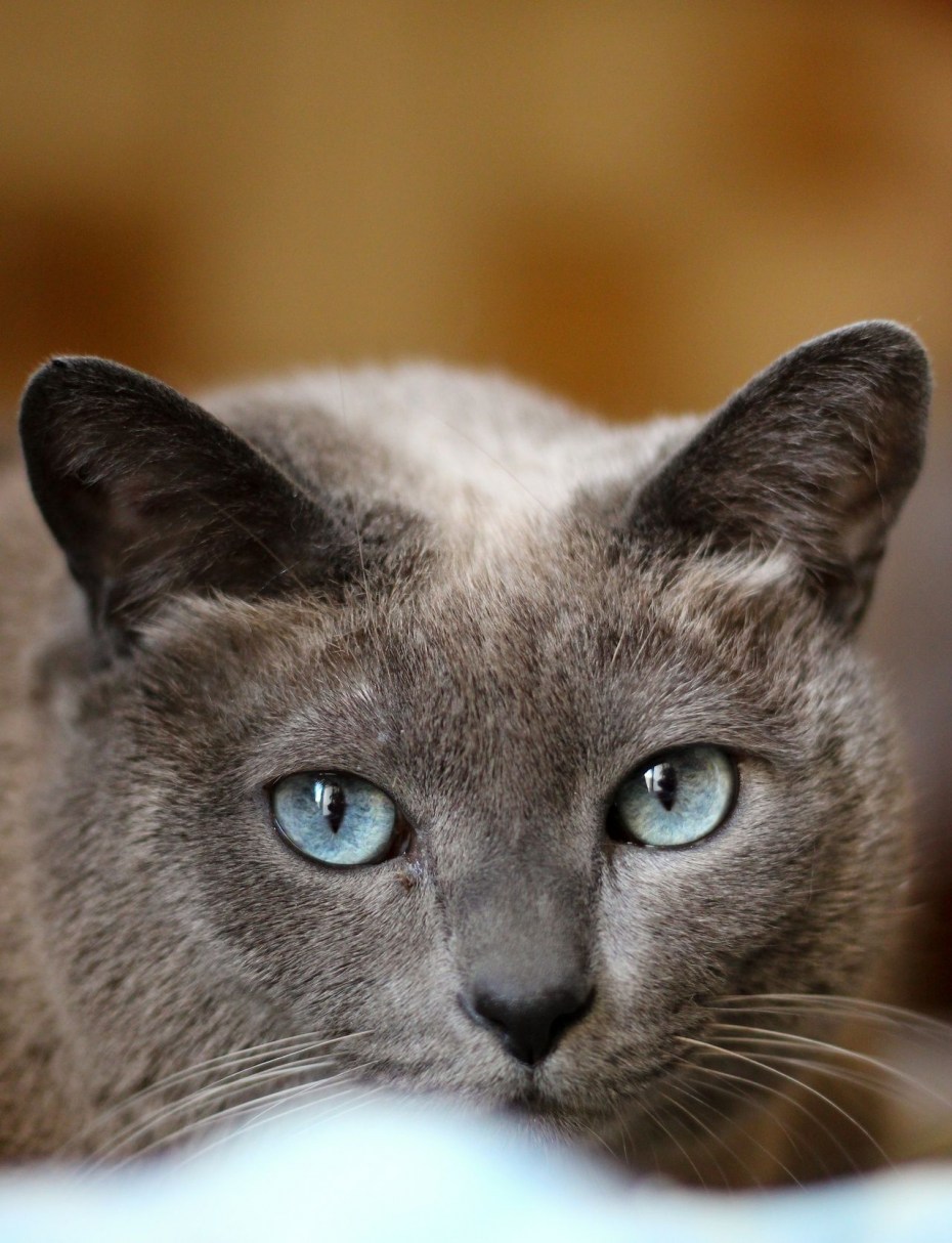 Кошка шартрез серая